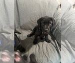 Small #3 Labrador Retriever