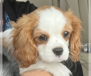 Cavalier King Charles Spaniel Puppy for sale in ROANOKE, IN, USA