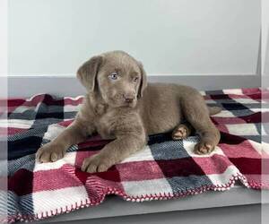 Labrador Retriever Puppy for sale in FRANKLIN, IN, USA