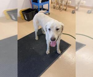 Medium Anatolian Shepherd-Great Pyrenees Mix