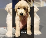 Puppy Black Labrador Retriever