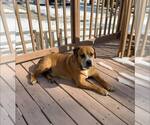 Small #3 Boxer Mix