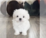 Small Photo #5 Maltese Puppy For Sale in LOS ANGELES, CA, USA