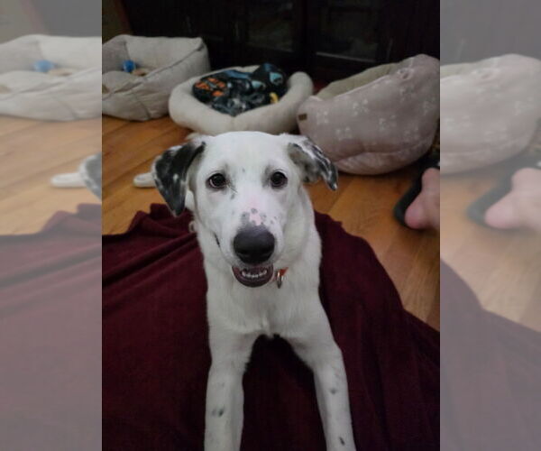 Medium Photo #30 Great Pyrenees-Unknown Mix Puppy For Sale in Brewster, NY, USA