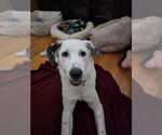Small #29 Great Pyrenees Mix