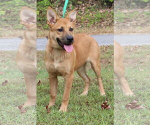 Mutt Dogs for adoption in Prattville, AL, USA