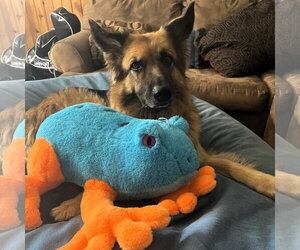 Pippi - Female German Shepherd Dog Dog for Adoption - Photo #3