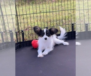 Papillon Puppy for sale in SULPHUR SPRINGS, TX, USA