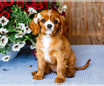 Small #4 Cavalier King Charles Spaniel