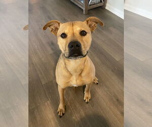 Medium Black Mouth Cur-Boxer Mix