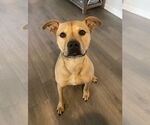 Small Black Mouth Cur-Boxer Mix