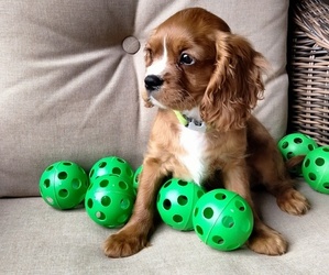 Cavalier King Charles Spaniel Puppy for Sale in HOWLAND, Ohio USA