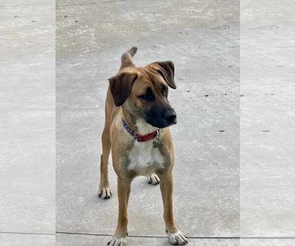 Medium Photo #7 Black Mouth Cur-German Shepherd Dog Mix Puppy For Sale in Wakefield, RI, USA