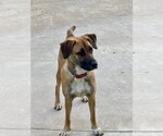 Small #6 Black Mouth Cur-German Shepherd Dog Mix