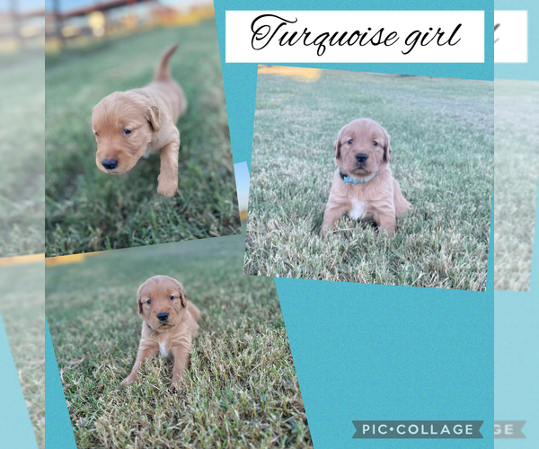 Medium Photo #4 Golden Retriever Puppy For Sale in JUSTIN, TX, USA