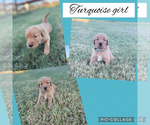 Small #3 Golden Retriever