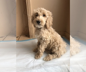 Goldendoodle Puppy for sale in GARDEN GROVE, CA, USA