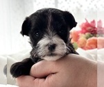 Small #6 Morkie