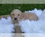 Small Photo #3 Goldendoodle Puppy For Sale in MIFFLINBURG, PA, USA