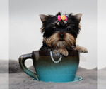 Small Yorkshire Terrier