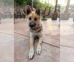 Small Photo #3 Mutt Puppy For Sale in Lake Forest, CA, USA