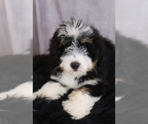 Miniature Bernedoodle Puppy for sale in ITASCA, TX, USA