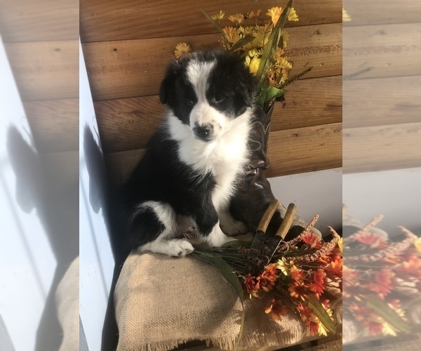 Medium Photo #3 Border Collie Puppy For Sale in PINE CITY, NY, USA