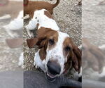 Small #3 Basset Hound