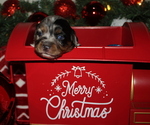 Puppy Sugar Cookie Miniature Australian Shepherd