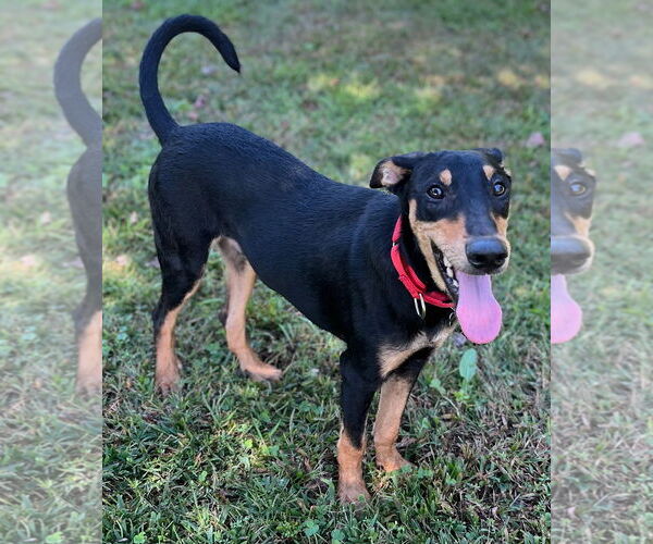 Medium Photo #6 Miniature Pinscher-Unknown Mix Puppy For Sale in Wakefield, RI, USA
