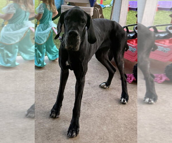 Medium Photo #5 Great Dane Puppy For Sale in Bullard, TX, USA