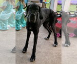 Small #4 Great Dane