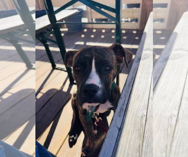 Medium Photo #8 Mutt Puppy For Sale in Mount Pleasant, SC, USA