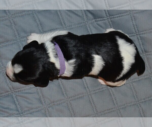 Medium Photo #4 English Springer Spaniel Puppy For Sale in LITCHFIELD, MN, USA