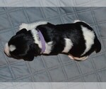 Small #3 English Springer Spaniel