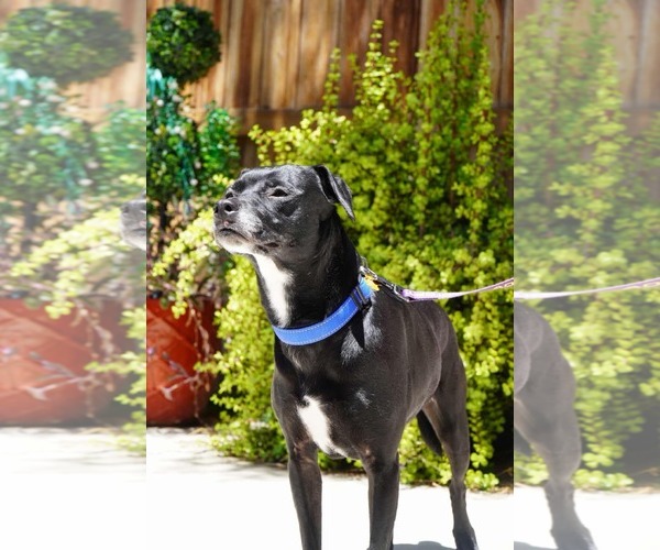 Medium Photo #4 Chihuahua-Unknown Mix Puppy For Sale in El Centro, CA, USA