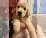 Small Photo #7 Golden Retriever Puppy For Sale in ABERDEEN, NC, USA
