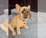 Small #6 French Bulldog