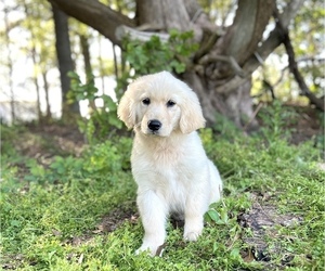 Golden Retriever Puppy for Sale in DOTHAN, Alabama USA
