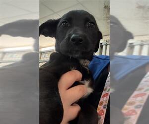 Mutt Dogs for adoption in Houston, TX, USA