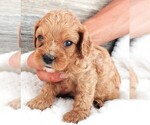 Puppy Puppy 4 Male Cavapoo