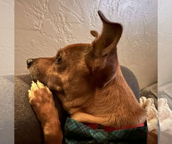 Medium Photo #3 Chihuahua Puppy For Sale in San Jose, CA, USA