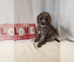 Small Photo #33 Goldendoodle-Sheepadoodle Mix Puppy For Sale in ROCHESTER, NY, USA