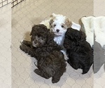 Small Photo #7 Poodle (Miniature) Puppy For Sale in GLOUCESTER, VA, USA
