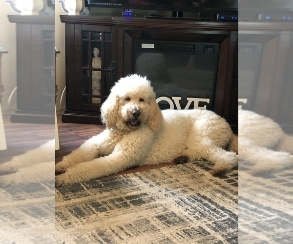 Medium Photo #1 Goldendoodle Puppy For Sale in CLINTON, MO, USA