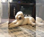Small Photo #1 Goldendoodle Puppy For Sale in CLINTON, MO, USA