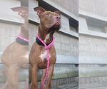 Small #21 Bullboxer Pit