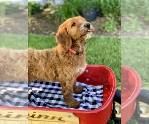 Irish Doodle Puppy for sale in WOOSTER, OH, USA