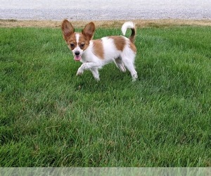 Papillon Puppy for sale in MILLERSBURG, OH, USA