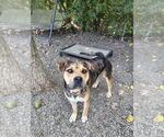 Small #1 Boxer Mix